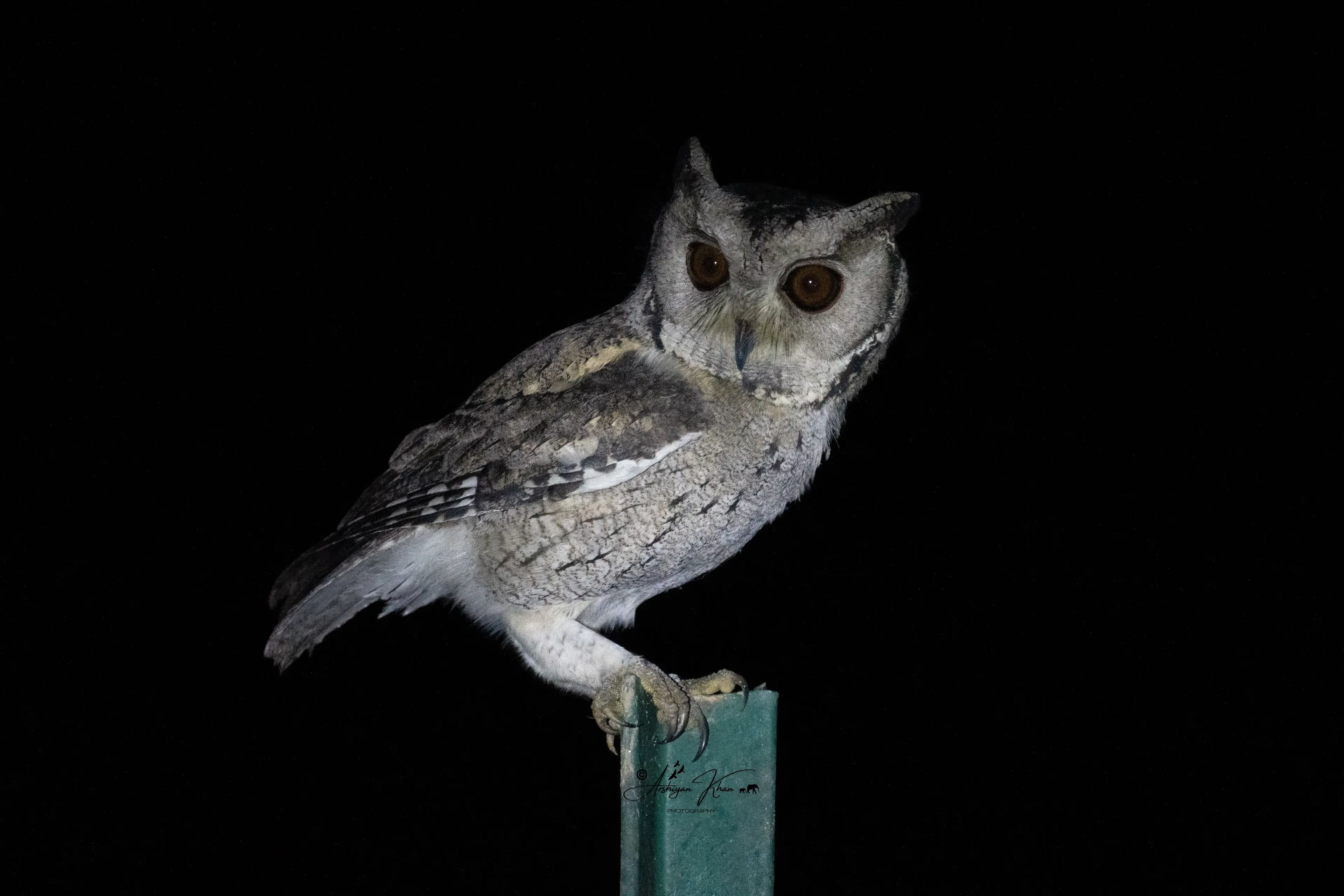 Indian Scops Owl
