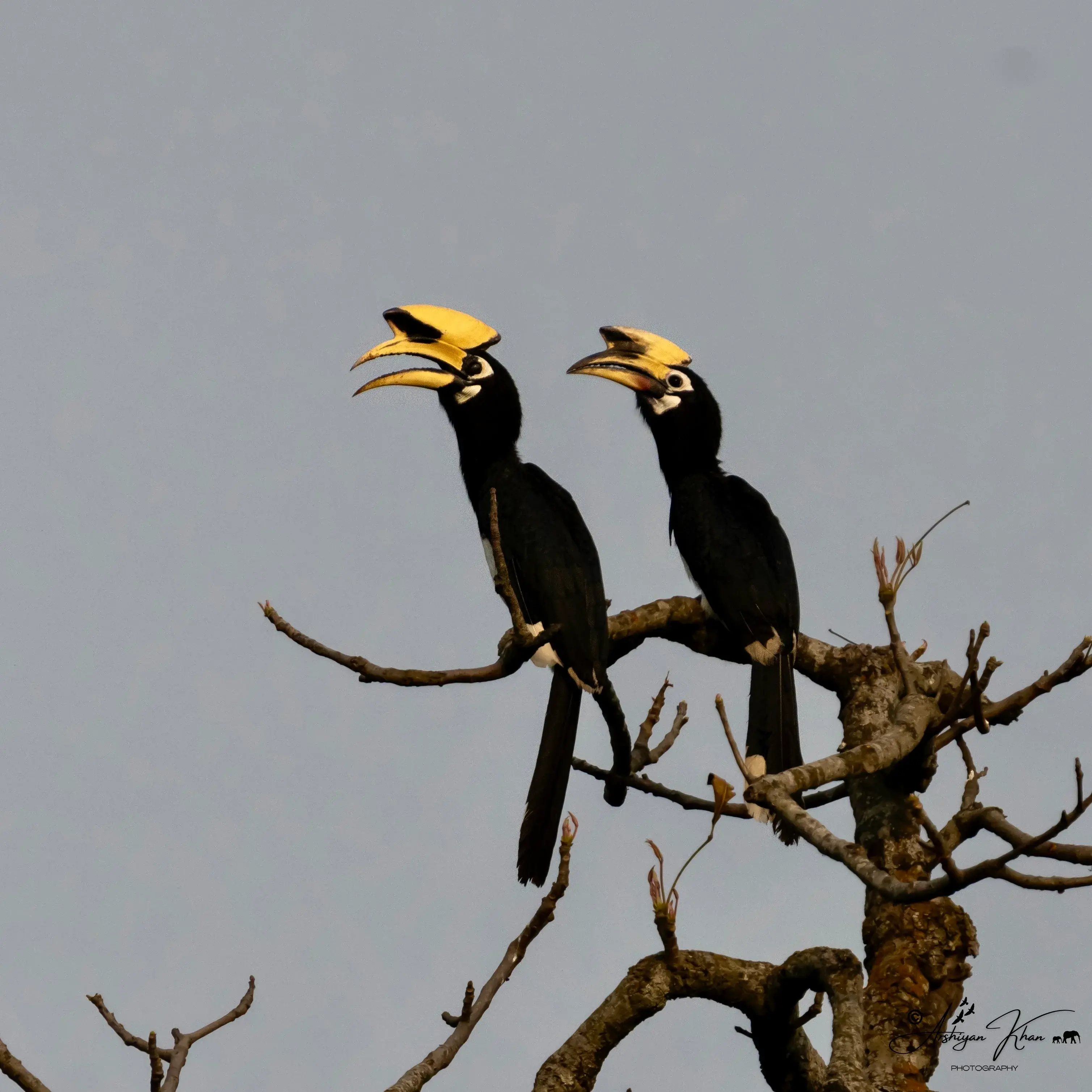Oriental Pied Hornbill