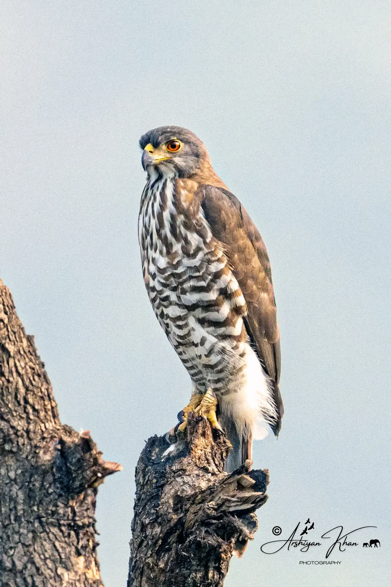 Crested Goshawk